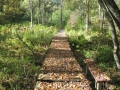 Beaver Creek Reserve path